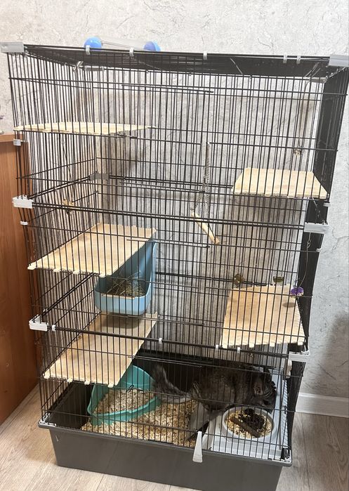 Шиншилленок с клеткой