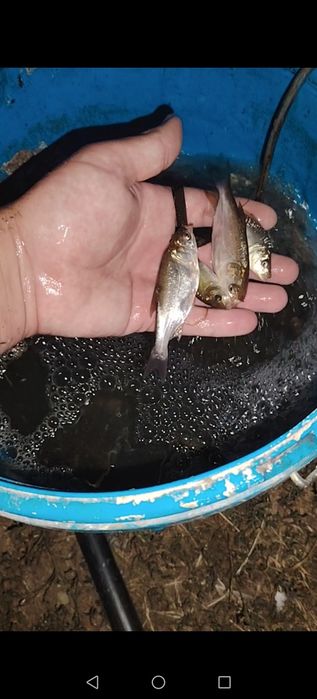 Puiet peste  cteno (amur), fitofag, crap Frasinet și Ropsa 2026