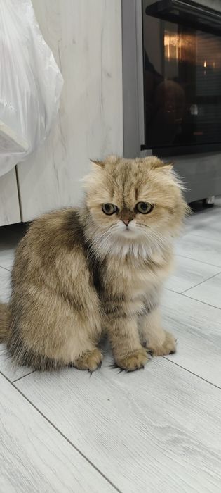 Продаются котята шотландская вислоухая  скоттиш-фолд