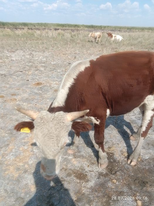 Бычкй на продажу