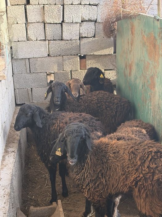 Саудасы бар келісуге болат