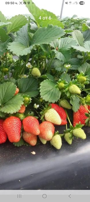 Продавам расад ягоди и малини