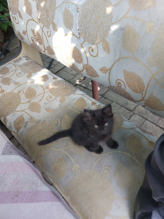 Котёнок в добрые руки
