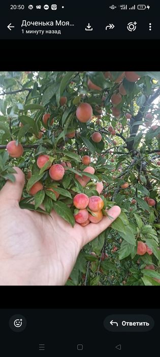 Продам домашнюю алчу
