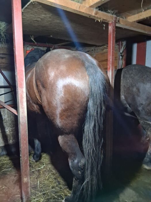 Vând iapă de 4 ani