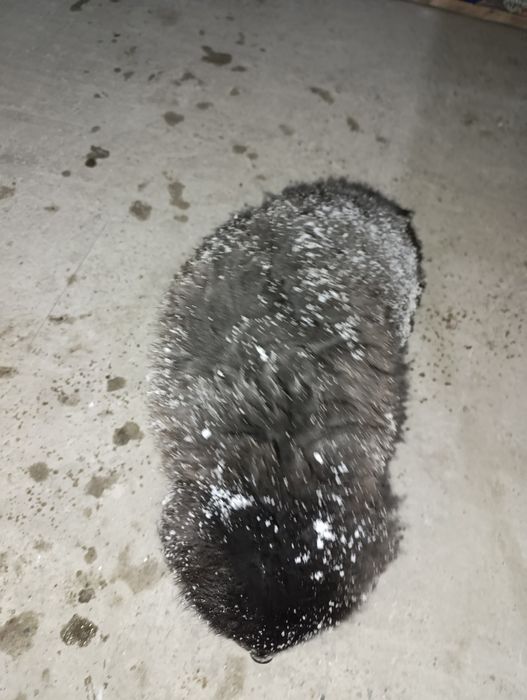 Щенок отдам в хорошие руки