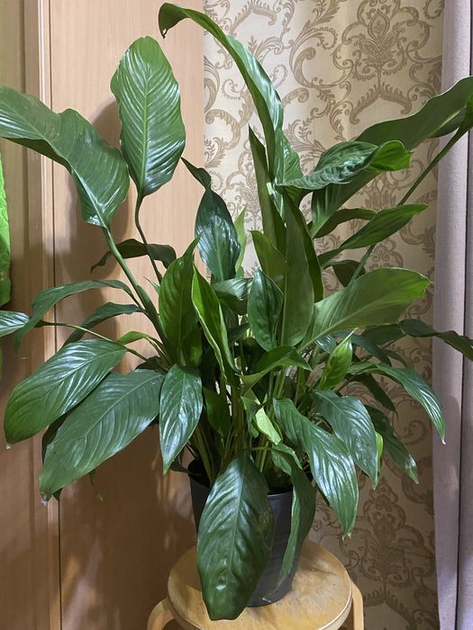 Женское счастье или Спатифиллум