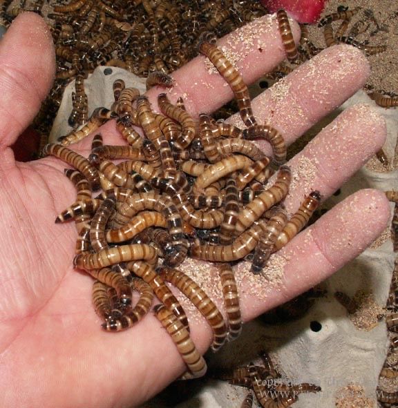 Зофобас живой корм