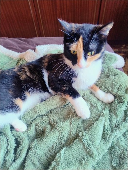 Отдам в хорошие руки