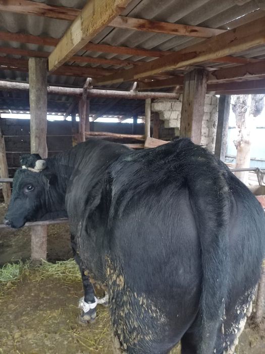 Бұқа 8ай бордақыда тұрған