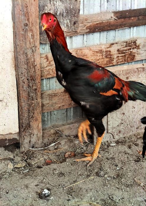 Бойцовый дакан шамо