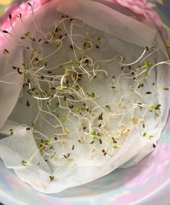 Семена люцерна Мерке