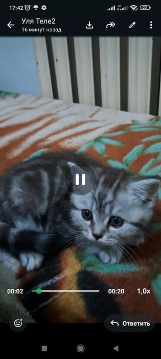 Котенок Скоттиш страйт