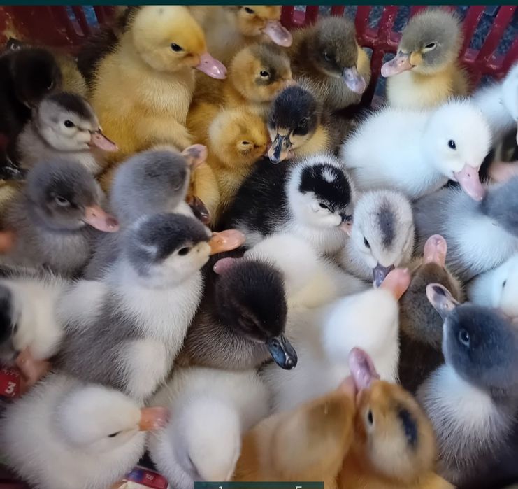 Rate polare 10 lei buc