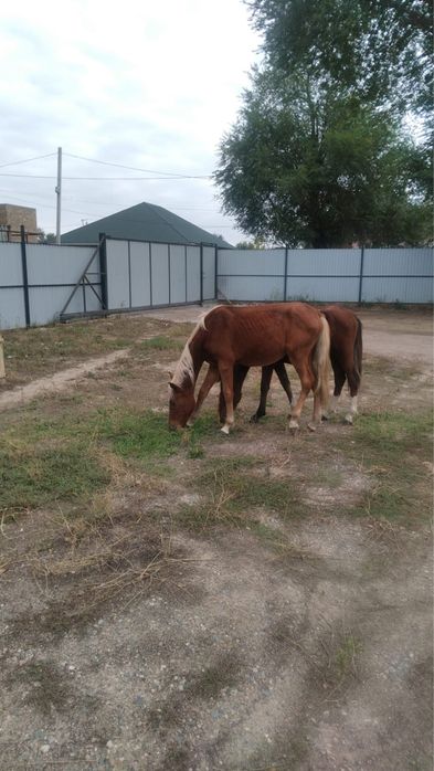 Продам лошадей,жеребенок