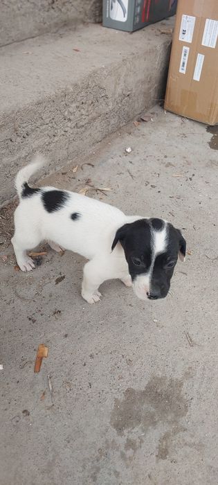 Щенки мелкие ,звонки