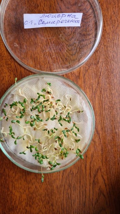 Семена люцерны жонышка тукым