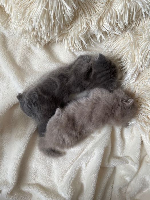 Шотландские котята