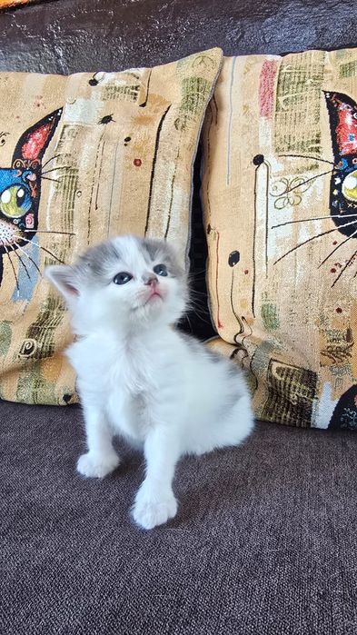 Отдам котят в добрые руки