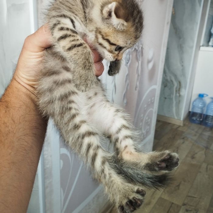 отдам котят в добрые руки