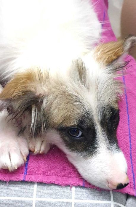 отдам щенков в хорошие руки