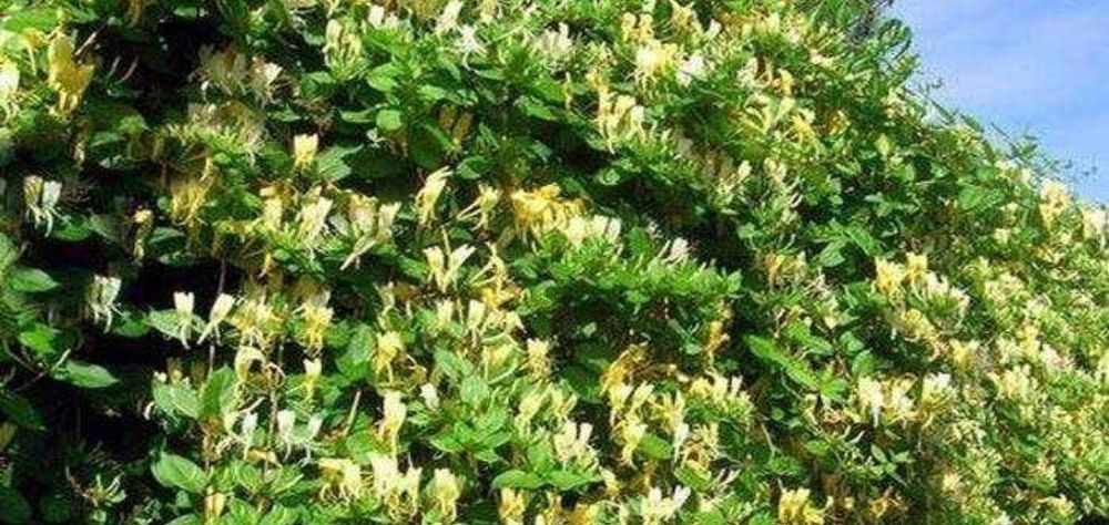 Mana Maicii Domnului,  Linocera caprifoium , caprifoi