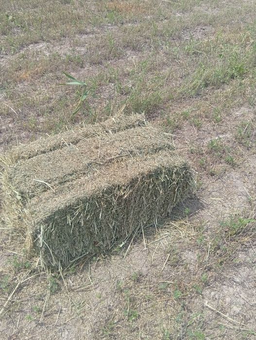 Продоияча лучерна первый пакос