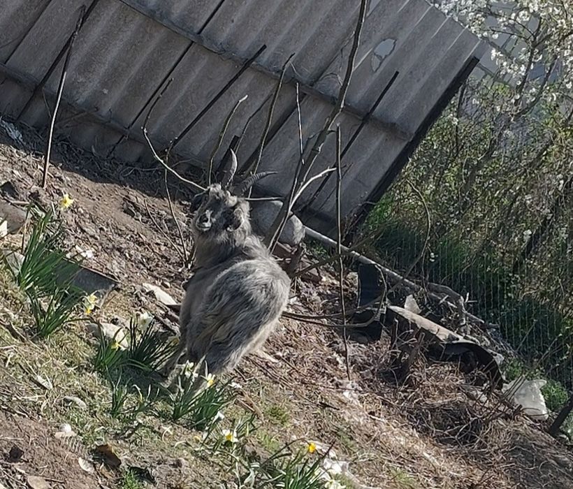 Продам коз срочно