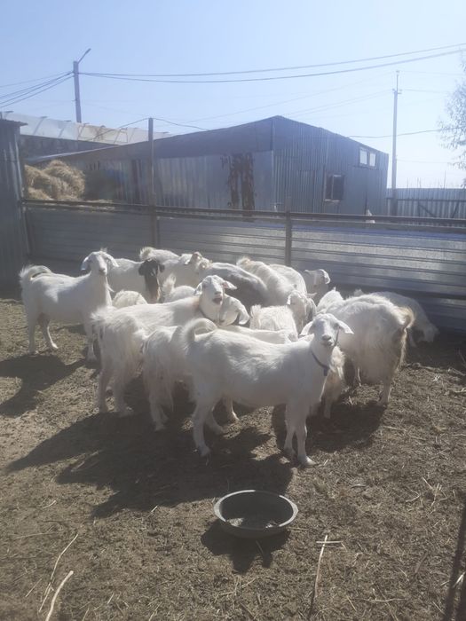 Продам коз, цена договорная