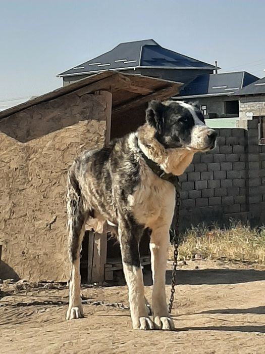 Алабама ит ойнап тұр ит