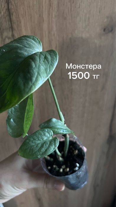 Сансы, алоказия, монстера, эпипремнум