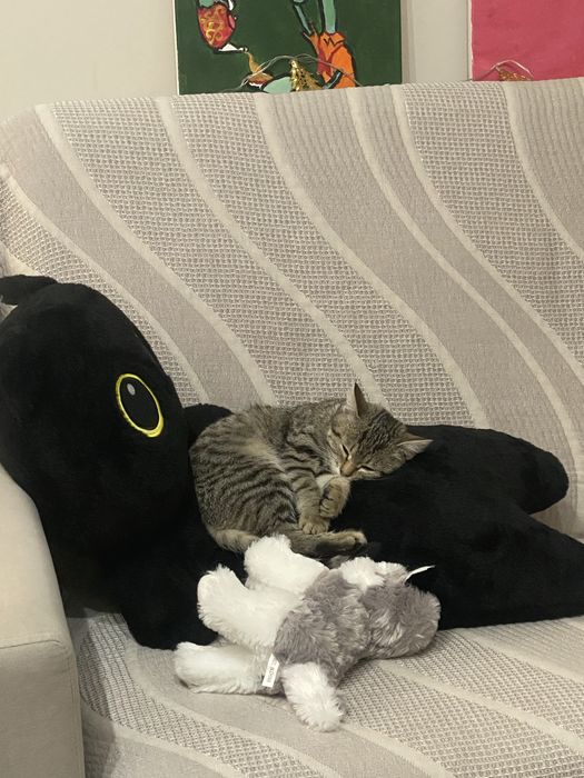 Котенок ищет дом Астана