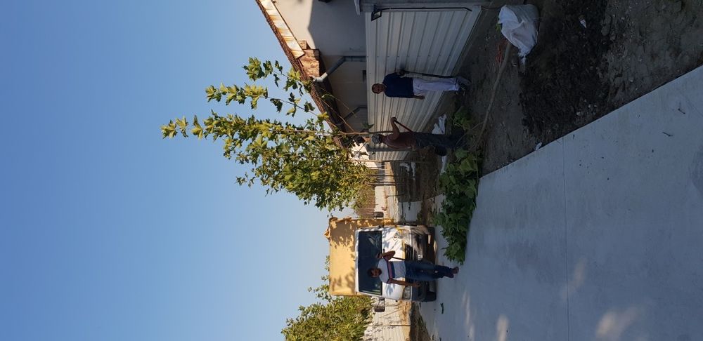 Vindem copaci foiosi platan de mai multe dimensiuni