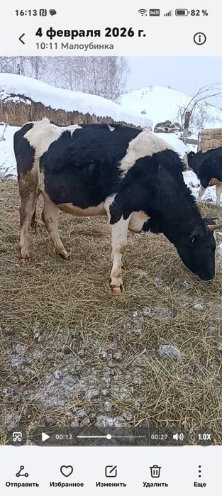 Продам нетель голоштинской породы