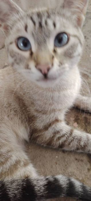 Отдам даром  кота