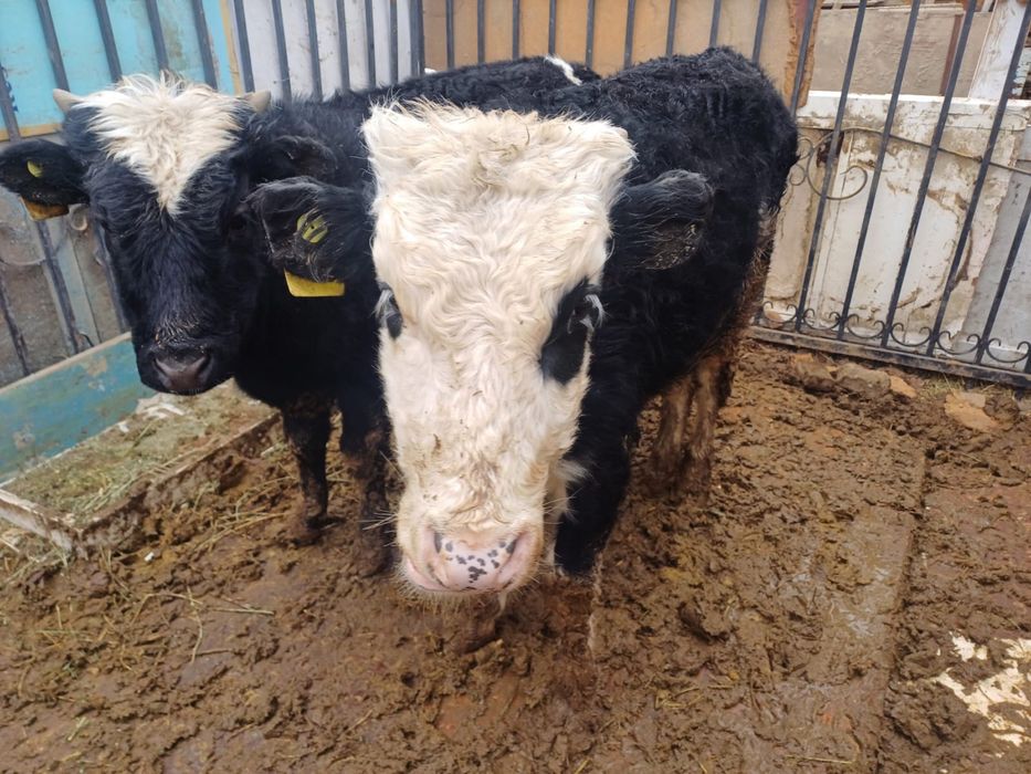 Баспак бар кызылорда