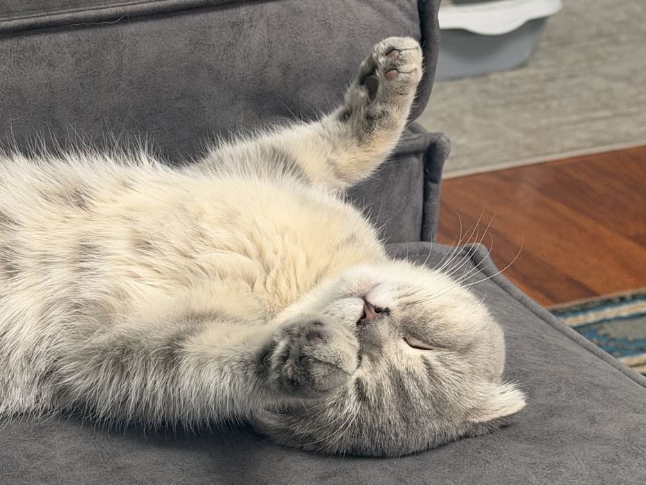 Отдам в хорошие руки