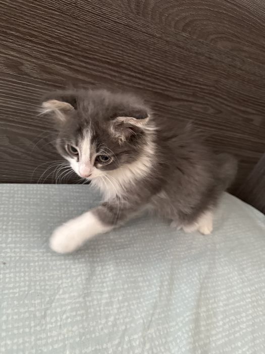 Котенок веслоухий