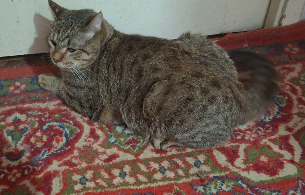 Пристраивается котик кастрированный