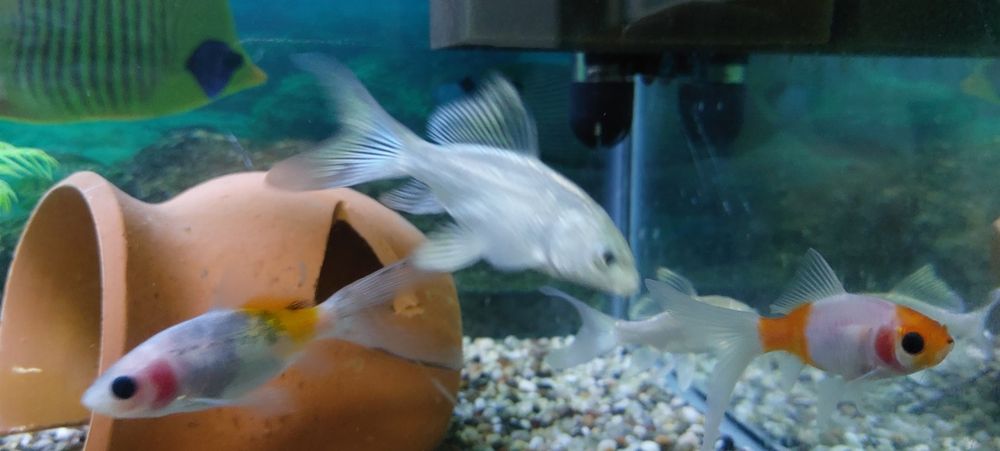 Кои платиновый аквариумные рыбы