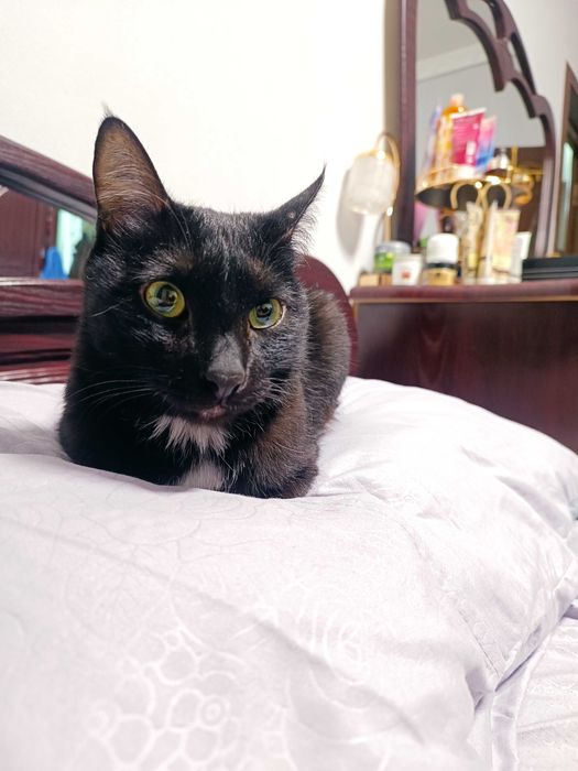 Кошка стерилизованная, умная, чистая