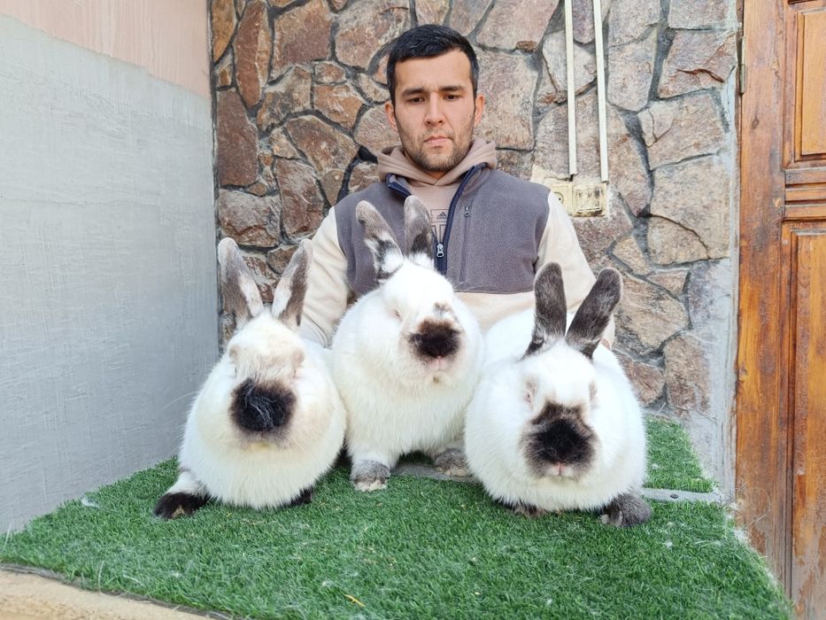 Евро Калифорния куйонлари