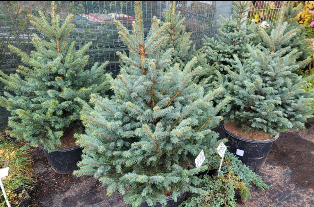 Хвойный растение