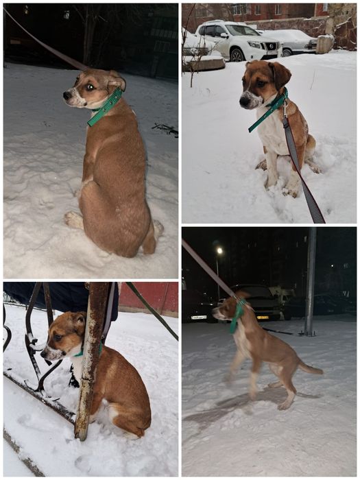 Отдам щенков в надёжные руки