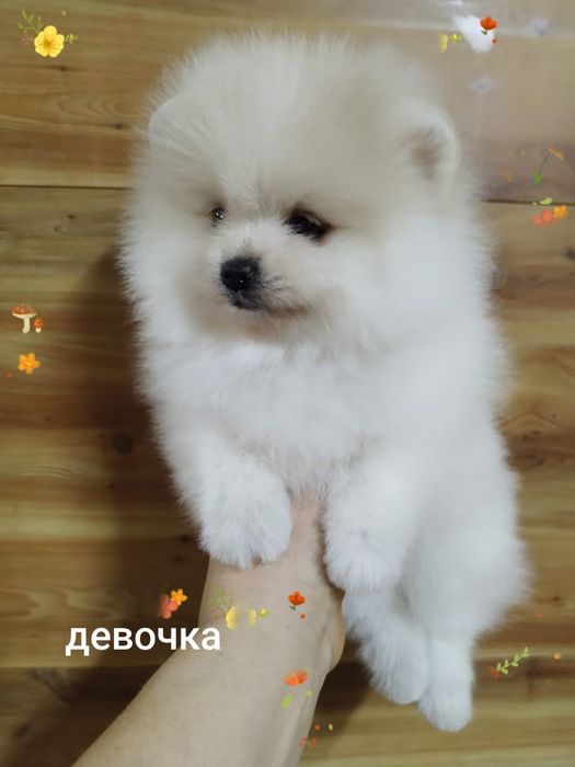 Померанский шпиц миниатюрный