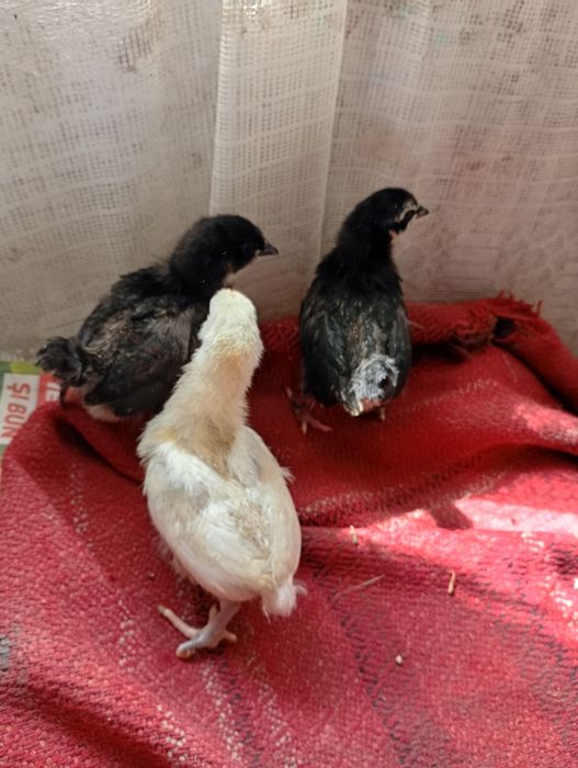 Vind 20 pui australop de 2 saptamina