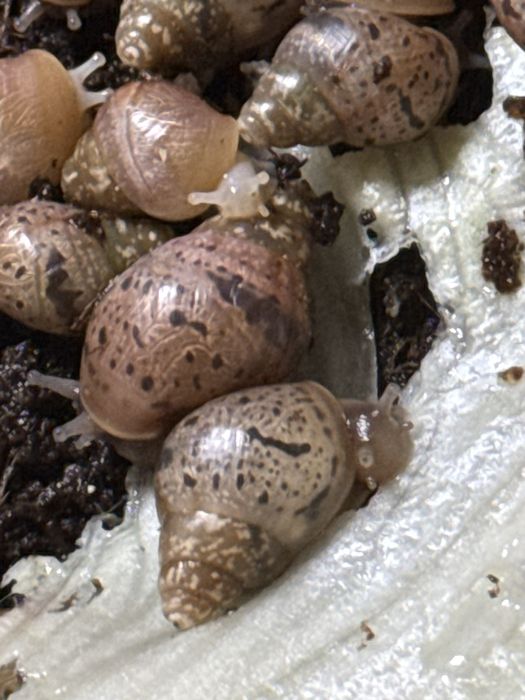 Ulitkalar sotiladi rodashka va fulikalar