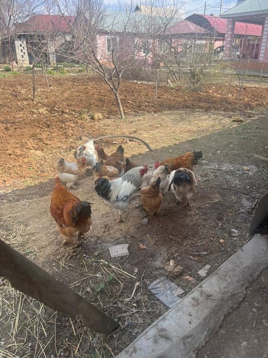 Продам.  Петушков