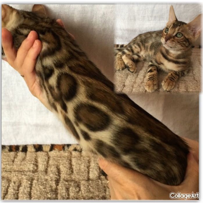 Бенгальские чистокровные девочки.