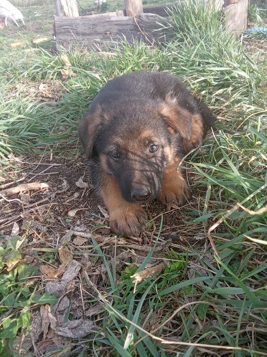 Щенки немецкой овчарки